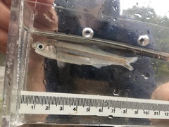 Anchoa hepsetus