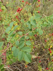 Rosa canina