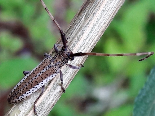 Holoaerenica multipunctata