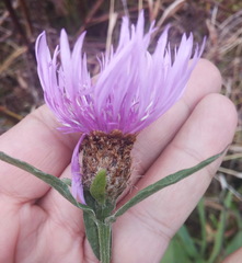 Centaurea jacea