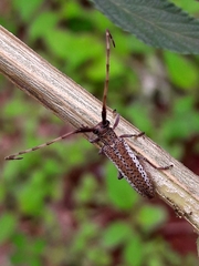Holoaerenica multipunctata