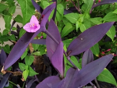 Tradescantia pallida