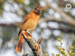 Pachyramphus castaneus