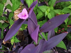 Tradescantia pallida