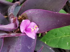 Tradescantia pallida