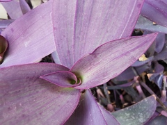 Tradescantia pallida
