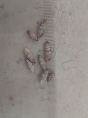 Brephulopsis