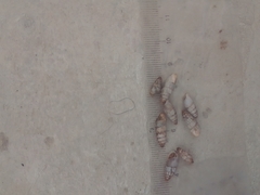 Brephulopsis