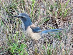 Aphelocoma coerulescens