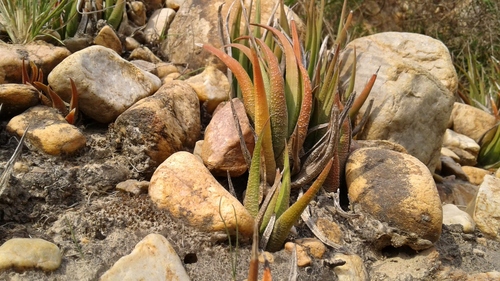 Haworthia longiana Poelln. 2