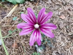 Malva sylvestris sylvestris