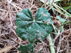 Malva sylvestris sylvestris