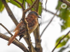 Pachyramphus castaneus