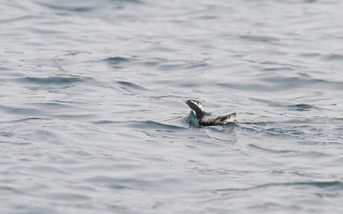 Japanese Murrelet (Synthliboramphus wumizusume)