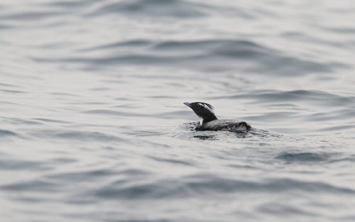 Japanese Murrelet (Synthliboramphus wumizusume), photo 4