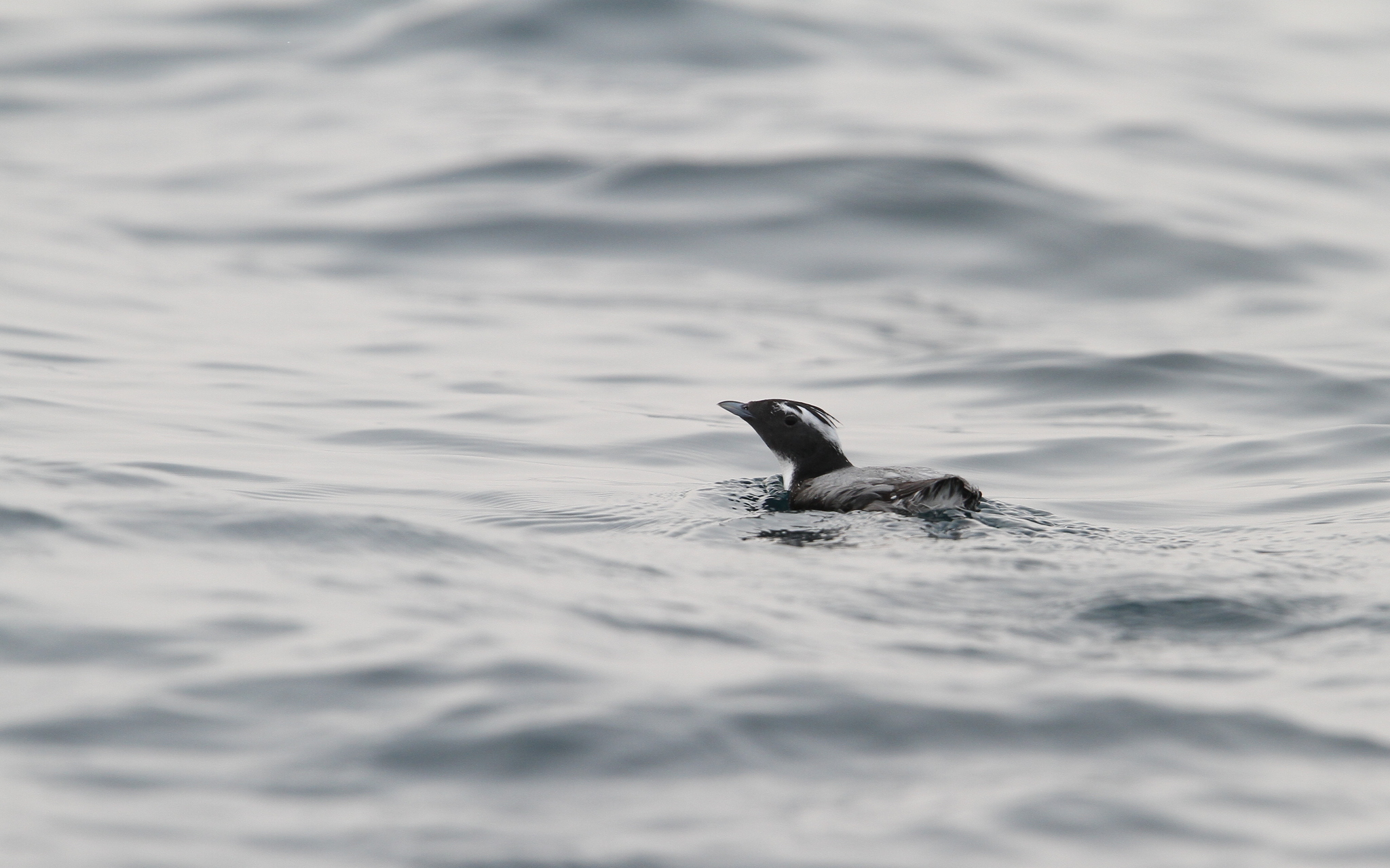 Japanese Murrelet (Synthliboramphus wumizusume), photo 5