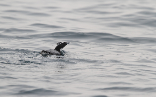 Japanese Murrelet (Synthliboramphus wumizusume), photo 5