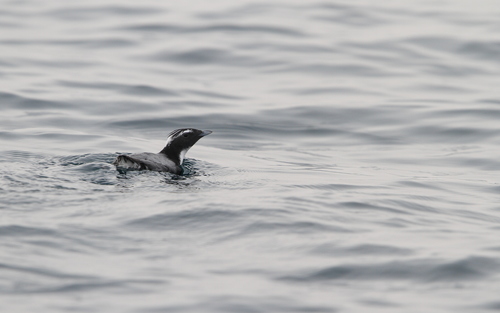 Japanese Murrelet (Synthliboramphus wumizusume), photo 6
