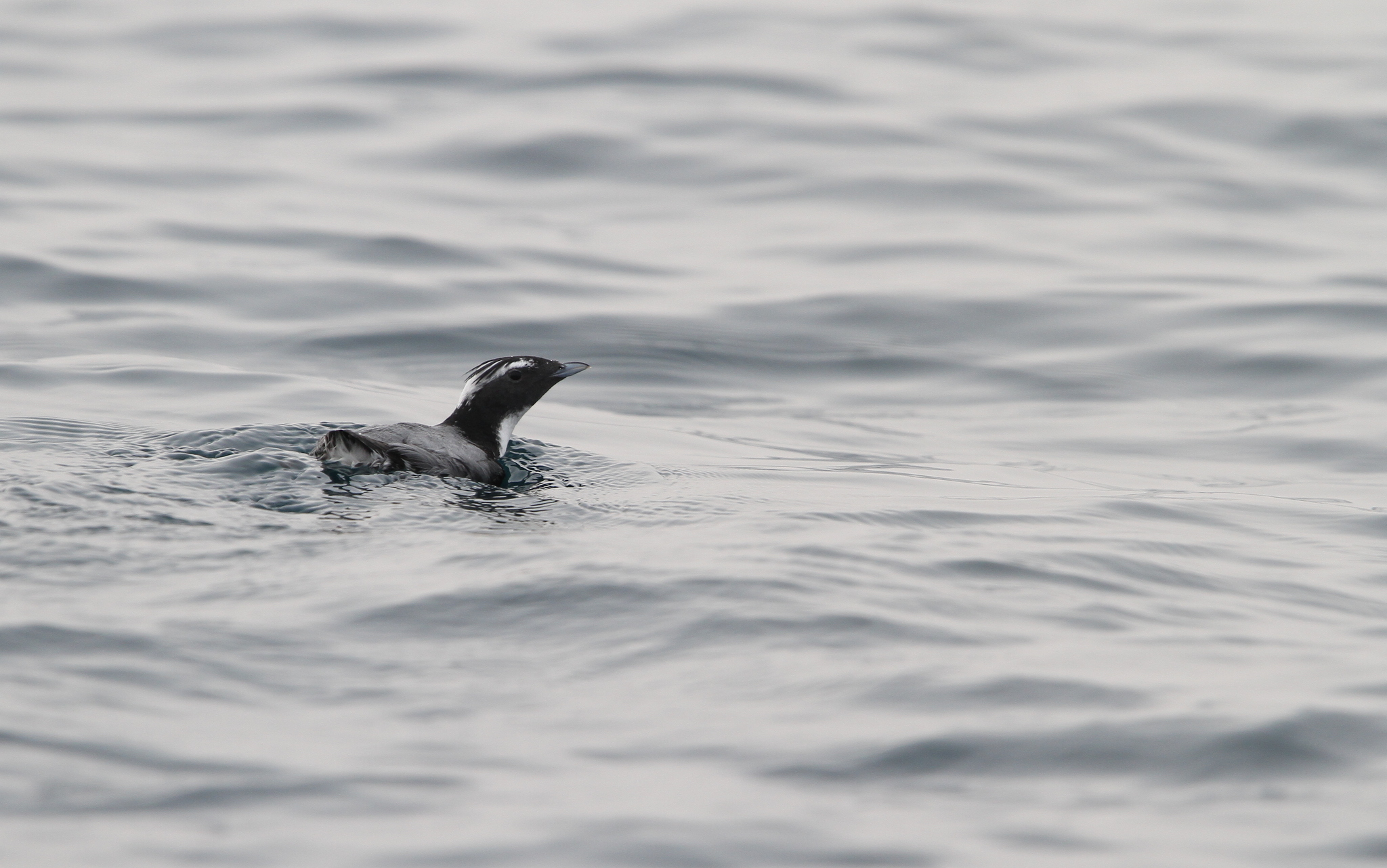 Japanese Murrelet (Synthliboramphus wumizusume), photo 7