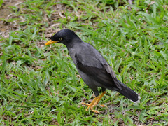 Acridotheres javanicus