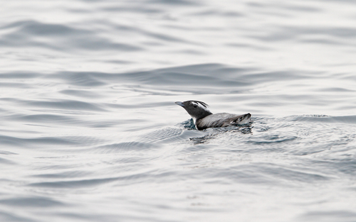 Japanese Murrelet (Synthliboramphus wumizusume), photo 7