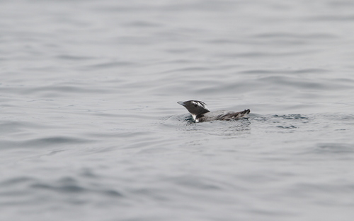Japanese Murrelet (Synthliboramphus wumizusume), photo 8