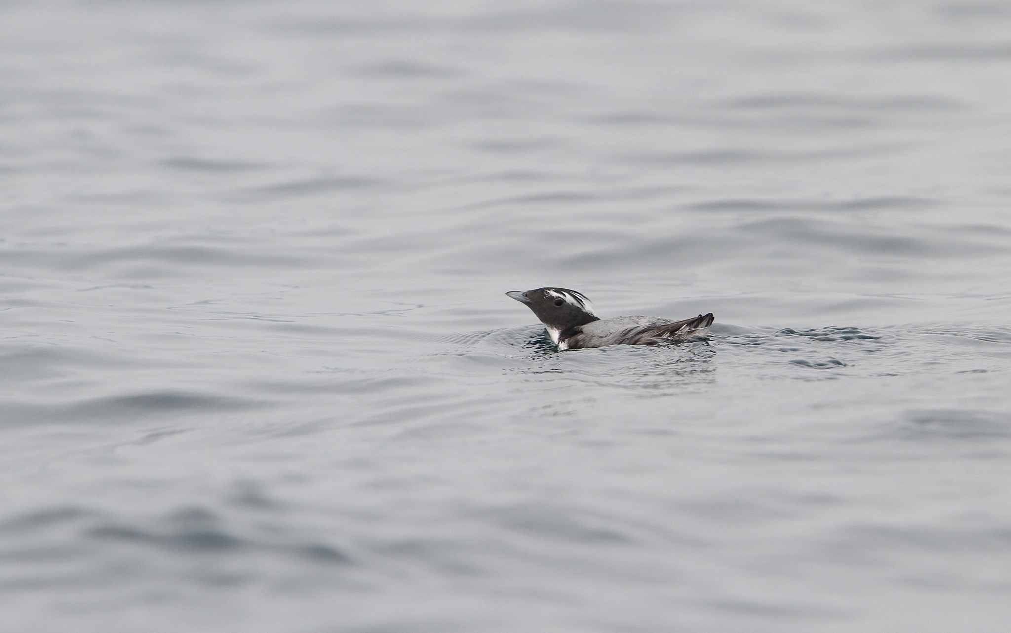 Japanese Murrelet (Synthliboramphus wumizusume), photo 9