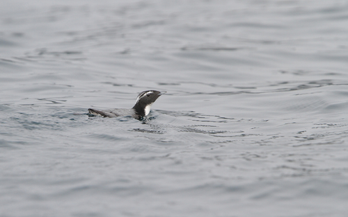 Japanese Murrelet (Synthliboramphus wumizusume), photo 9