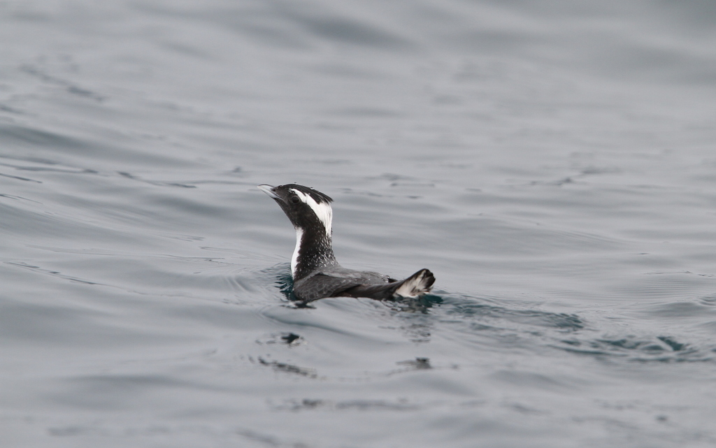 Japanese Murrelet