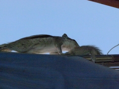 Funambulus pennantii