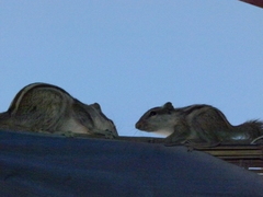 Funambulus pennantii