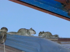 Funambulus pennantii