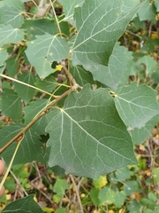 Populus tremula
