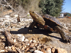 Mauremys rivulata