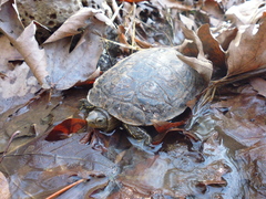 Mauremys rivulata