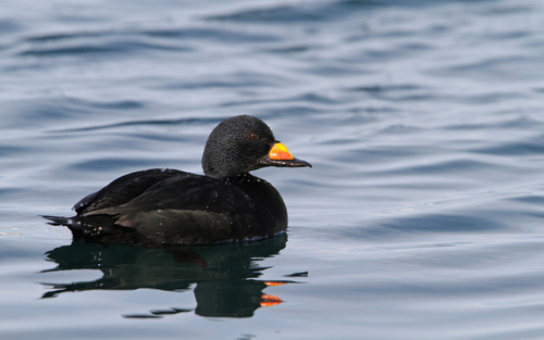 Negrón americano (Melanitta americana)