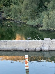 Nycticorax nycticorax