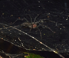 Aglaoctenus castaneus