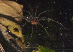 Aglaoctenus castaneus