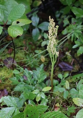 Sceptridium multifidum