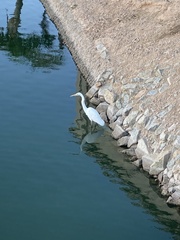 Ardea alba