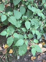 Solanum nigrum nigrum