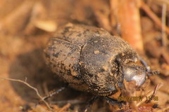 Onthophagus nuchicornis