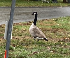 Branta canadensis