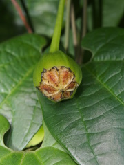 Aristolochia acuminata