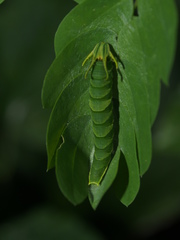 Polyura hebe
