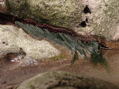 Cladophora rupestris