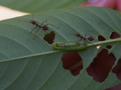Anthene emolus goberus