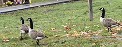 Branta canadensis