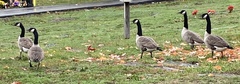 Branta canadensis